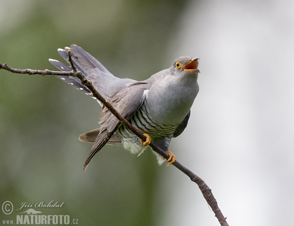 Koekoek vogel