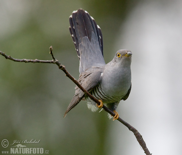 Koekoek vogel