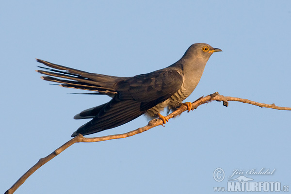 Koekoek vogel