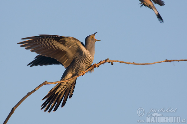 Koekoek vogel