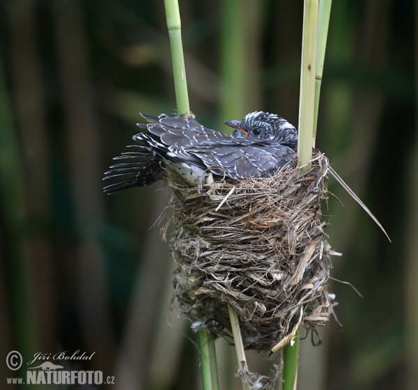 Koekoek vogel