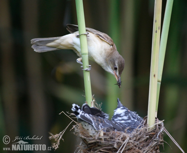 Koekoek vogel