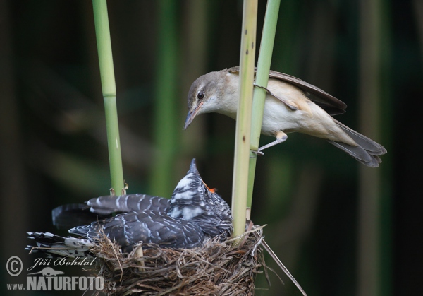 Koekoek vogel
