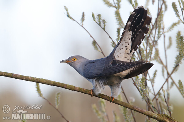 Koekoek vogel