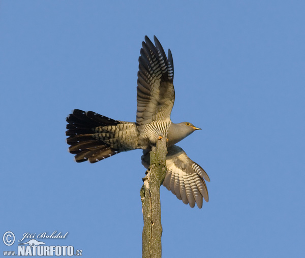 Koekoek vogel