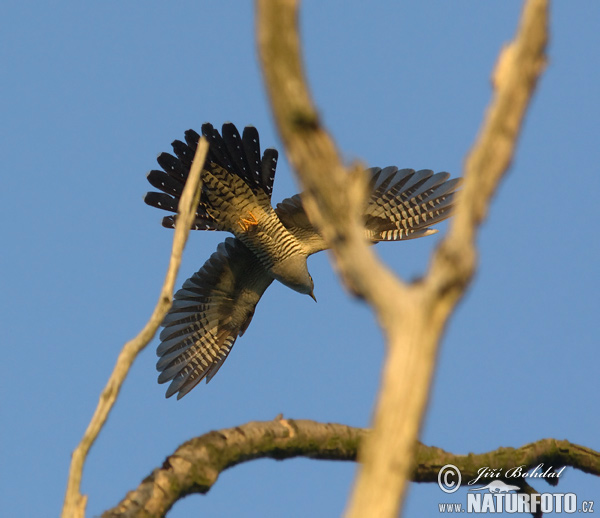 Koekoek vogel