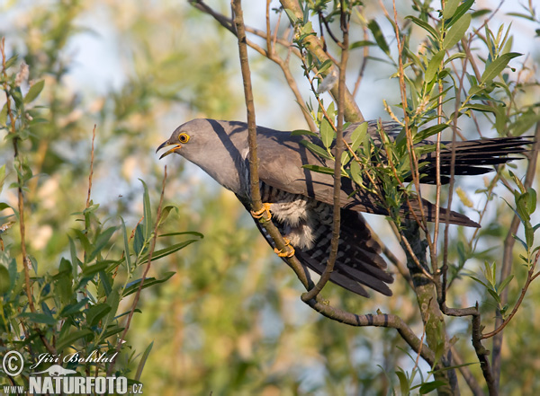 Koekoek vogel