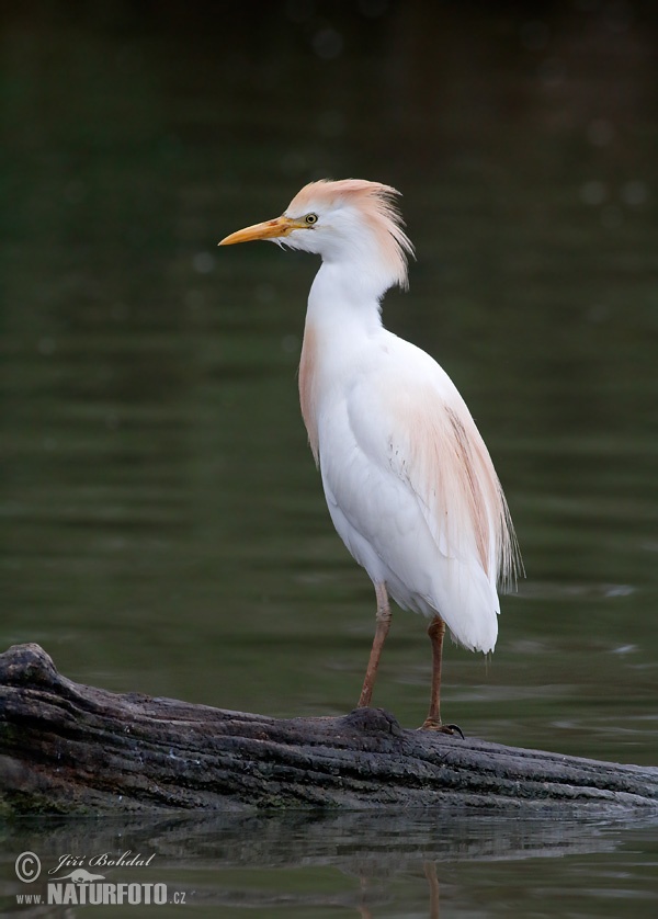 Koereiger