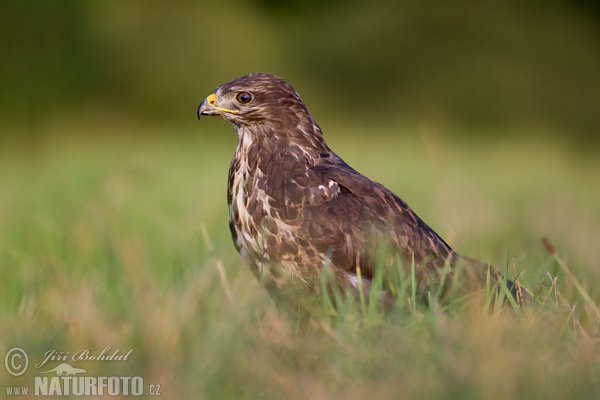 Komuna buteo