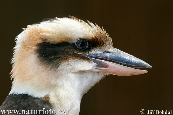 Kookaburra sghignazzante