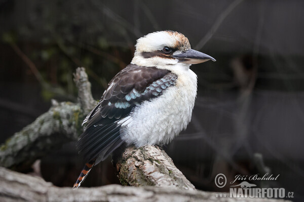 Kookaburra sghignazzante