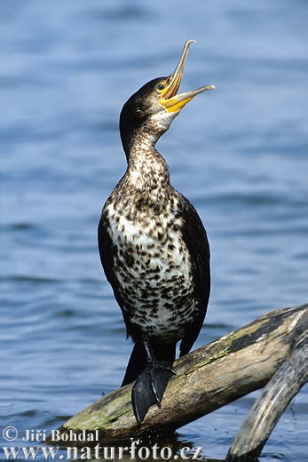 Kormoran besar