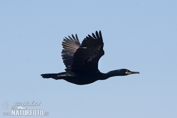 Kormoran czubaty