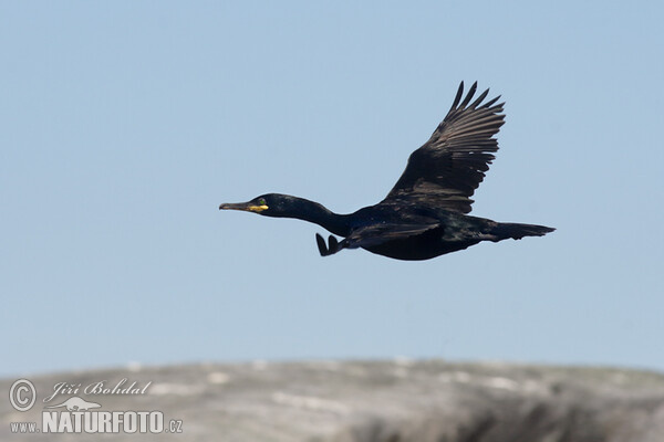 Kormoran czubaty