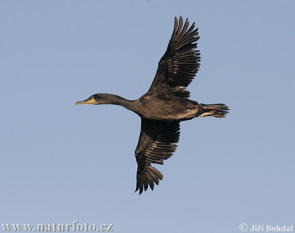 Kormoran czubaty