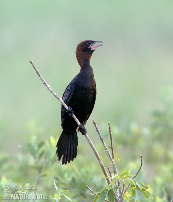 Kormoran mały