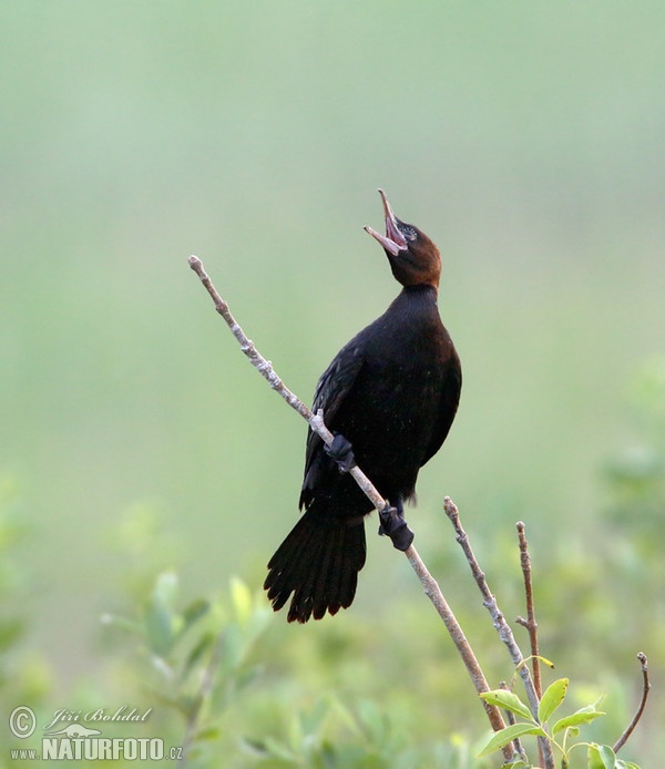 Kormoran mały