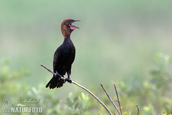 Kormoran mały