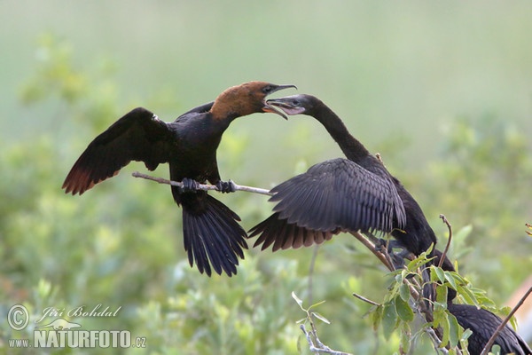 Kormoran mały