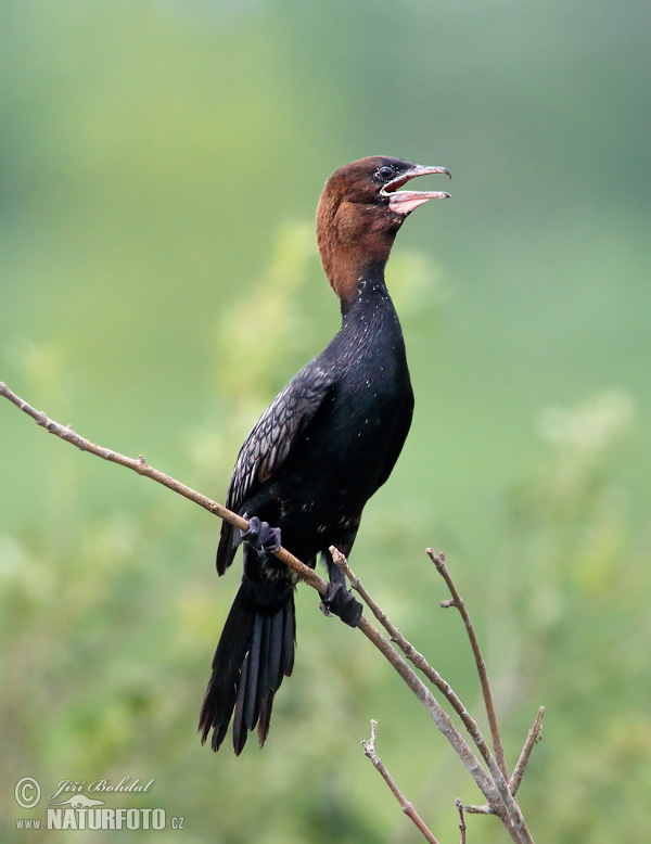 Kormoran mały