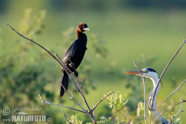 Kormoran mały