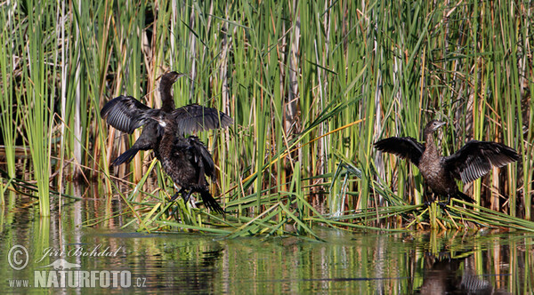 Kormoran mały