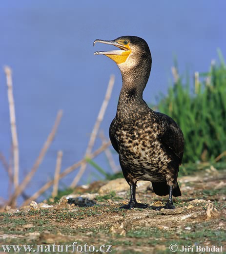 Kormoran zwyczajny