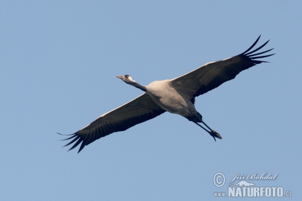 Kraanvogel vogel