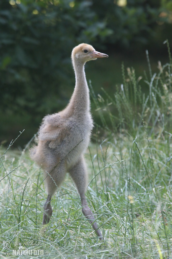 Kraanvogel vogel