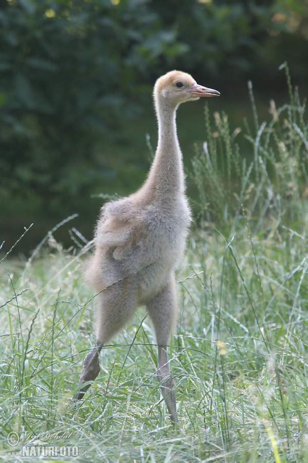 Kraanvogel vogel