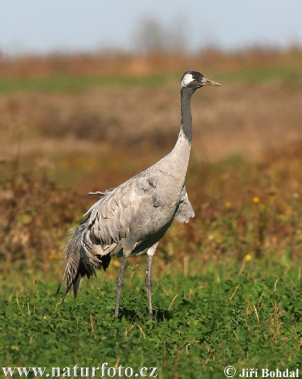 Kraanvogel vogel