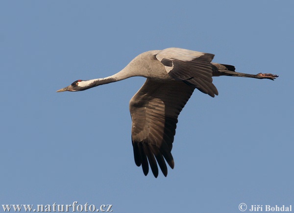 Kraanvogel vogel