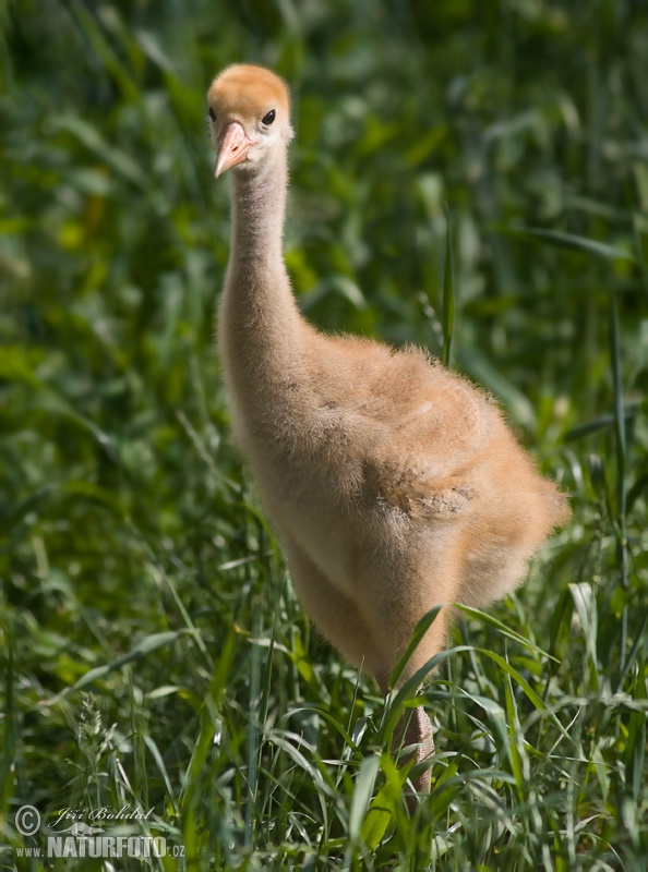 Kraanvogel vogel