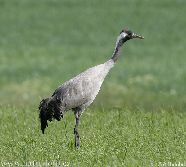 Kraanvogel vogel