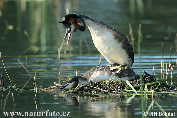 Kuifkopdobbertjie