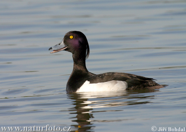 Kuoduotoji antis