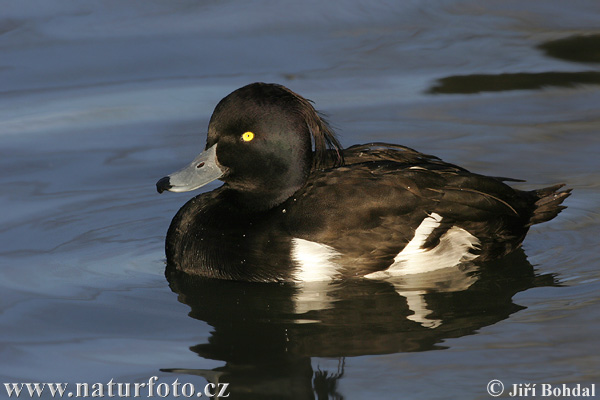 Kuoduotoji antis