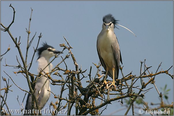 Kwak vogel