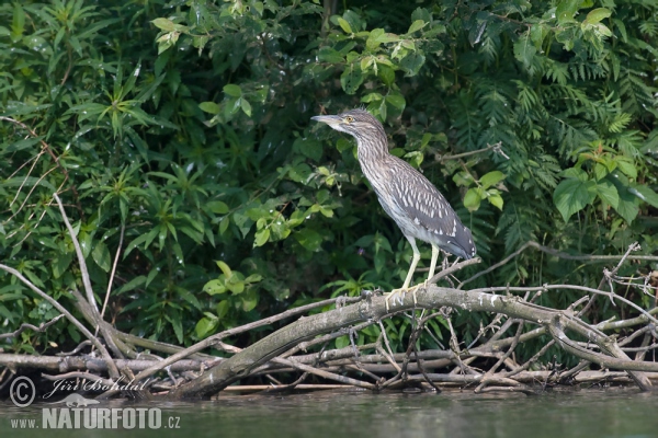 Kwak vogel