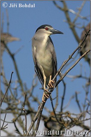 Kwak vogel