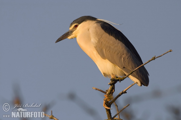 Kwak vogel