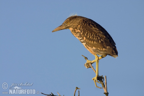 Kwak vogel