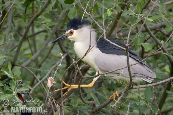 Kwak vogel