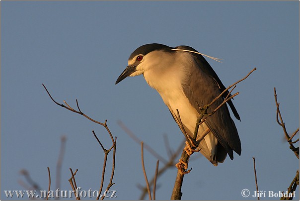 Kwak vogel