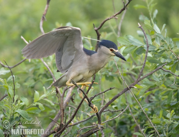 Kwak vogel