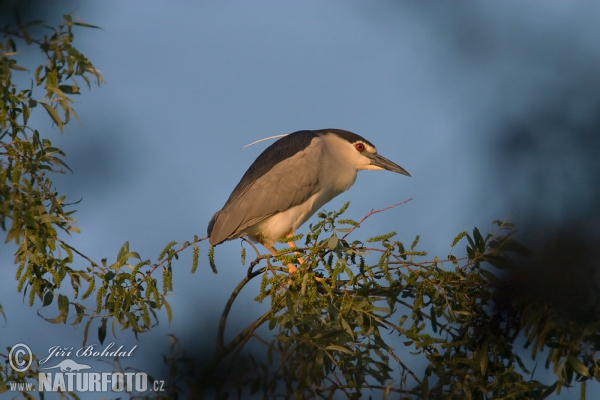 Kwak vogel