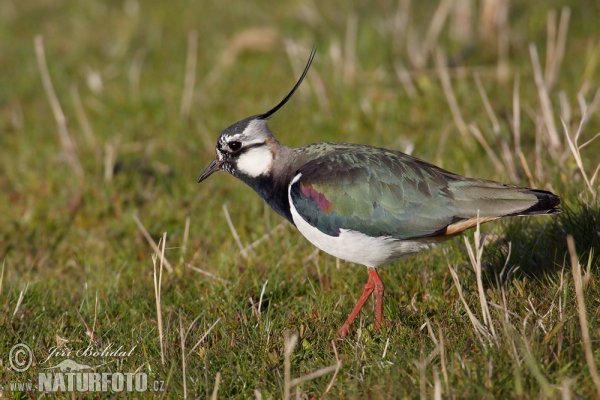 Lapwig (Vanellus vanellus)