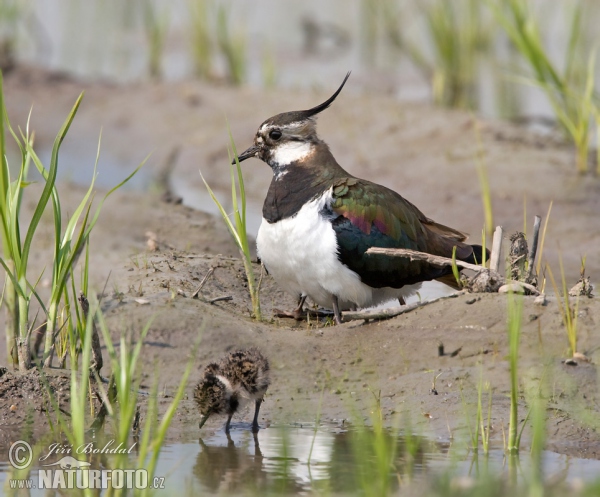 Lapwig (Vanellus vanellus)