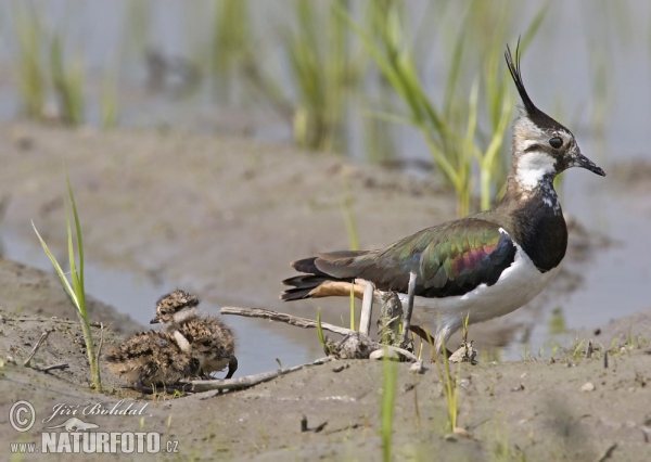 Lapwig (Vanellus vanellus)