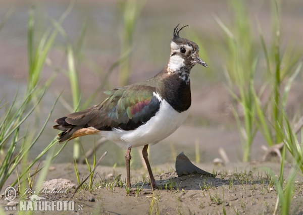 Lapwig (Vanellus vanellus)